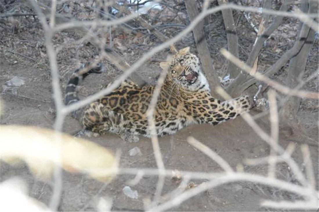 华北豹受伤后死亡警方征集线索,山西发现一只华北豹