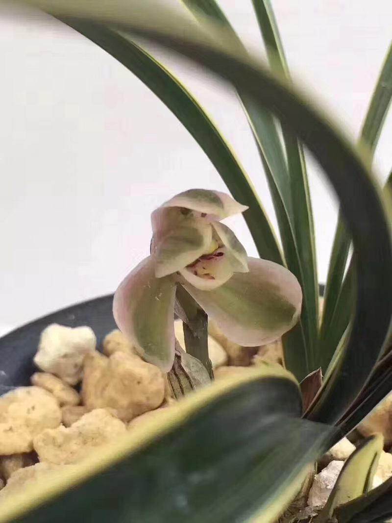 兰花不小心弄倒了有影响吗,84消毒液可以给兰花消毒吗