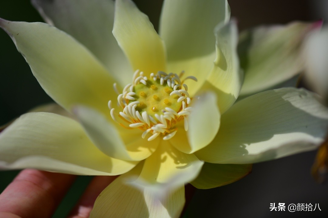 碗莲种藕生长到开花全过程,碗莲种藕到开花的过程