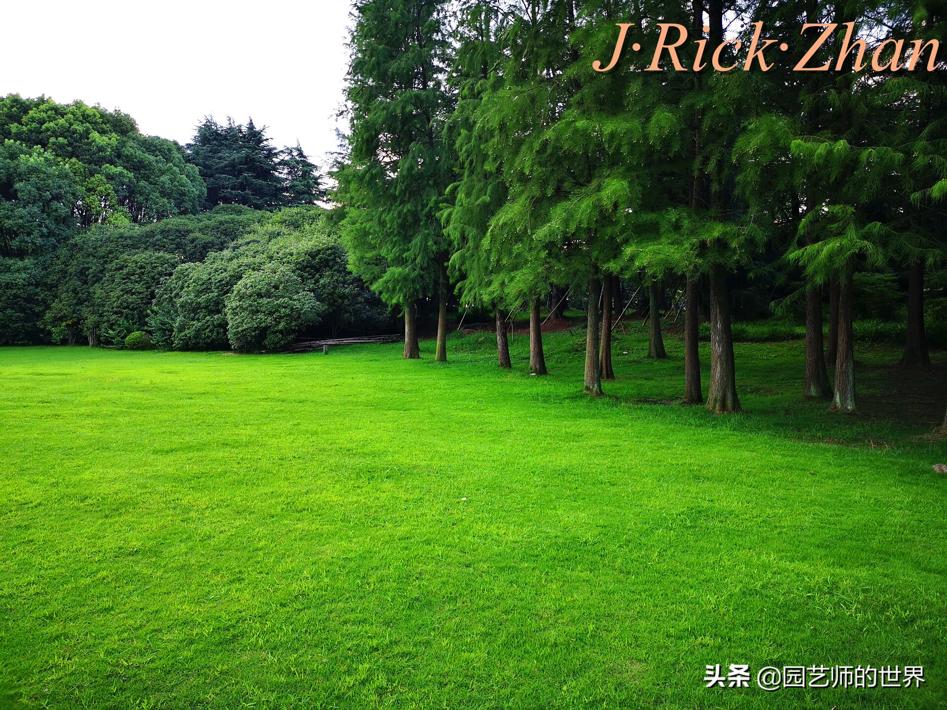 怎样种植草坪技术,果岭草坪的种植养护方法及技巧