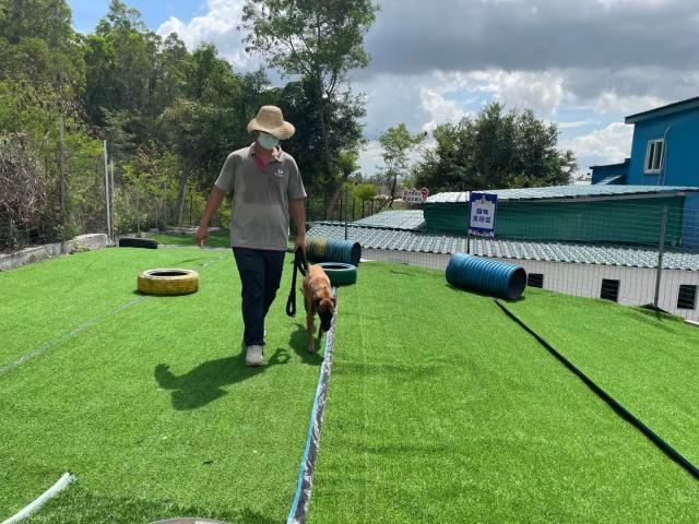 全国最大的流浪狗救助基地,流浪狗救助基地400只大型犬