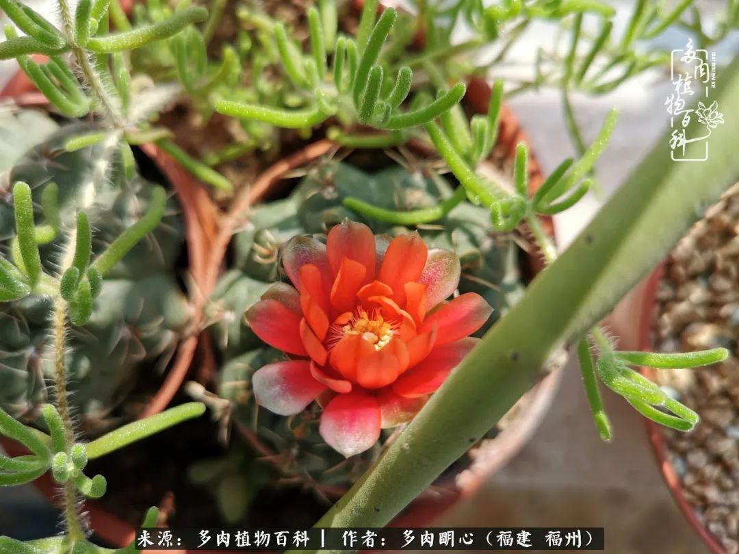 唯美雅致意境飘逸的多肉,蝶舞悠然多肉视频