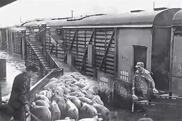 三趟快车|不为人知的“赶车人”(二)