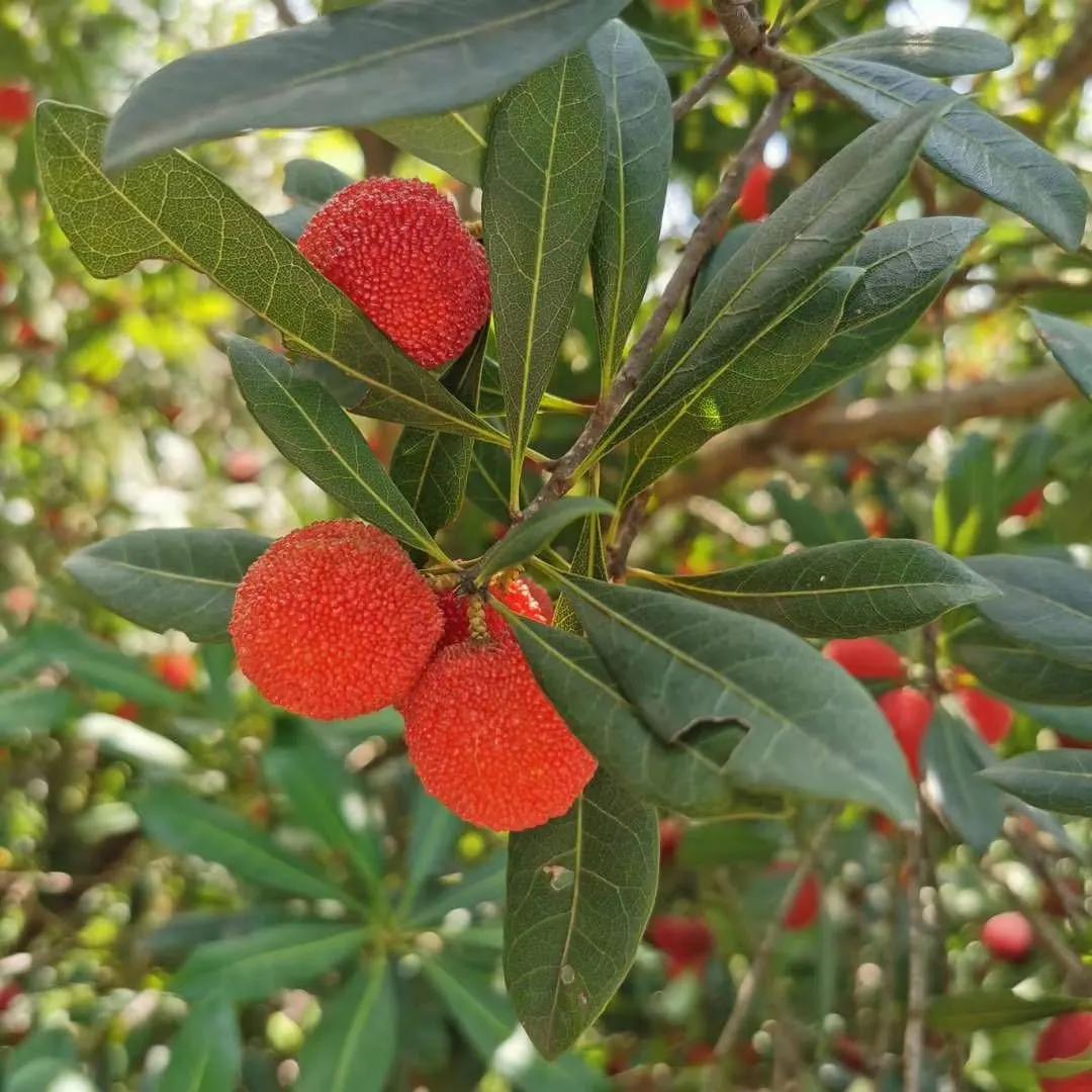 红了!红了!开采啦