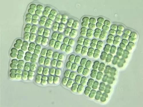 鱼类水产养殖需要哪些藻类,水产养殖显微镜下各种藻类