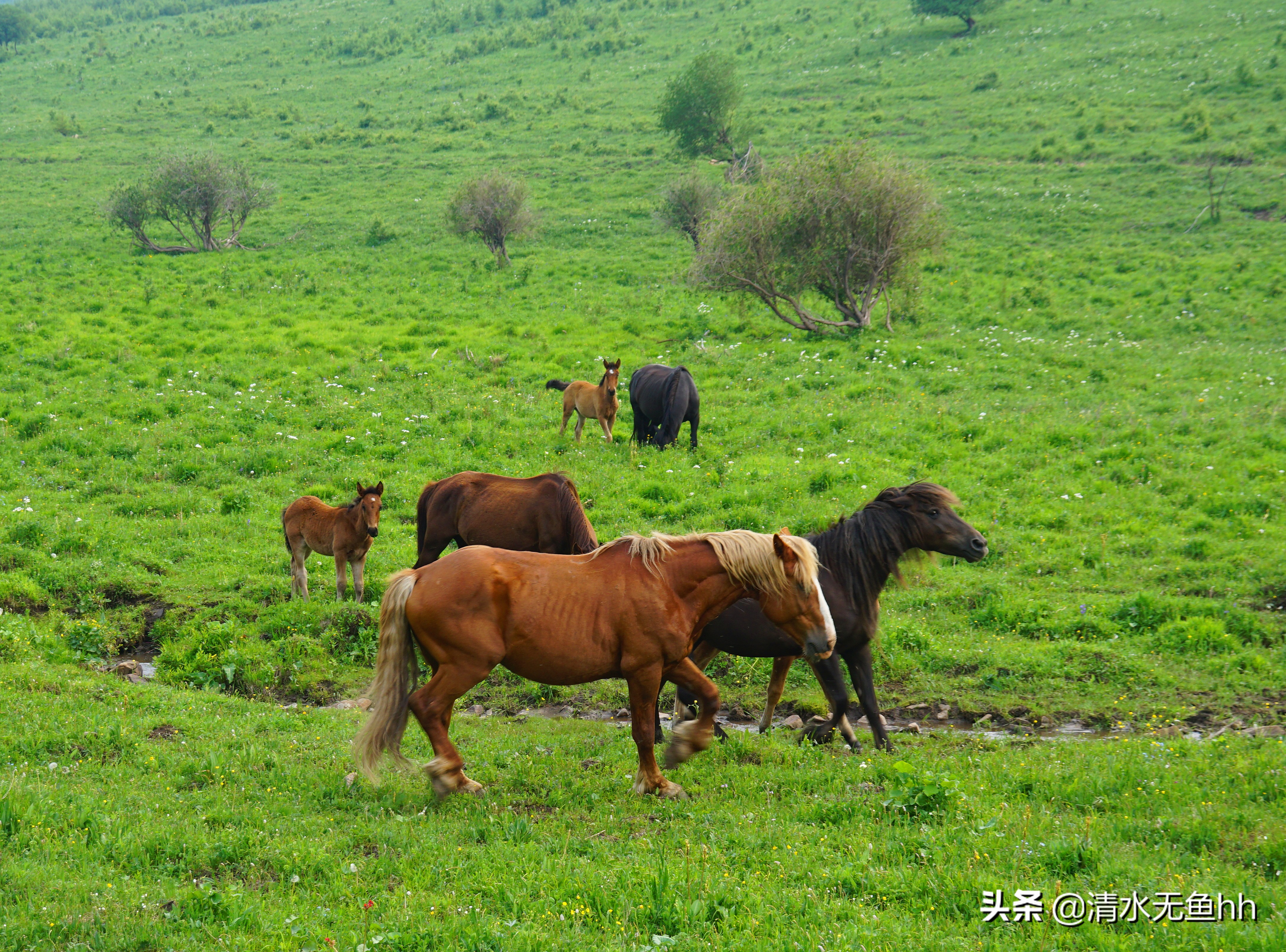 京北第一天路草原最全攻略,京北第一天路自驾攻略