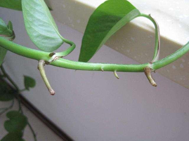 绿萝养护方法大全和注意事项,绿萝叶片不油亮