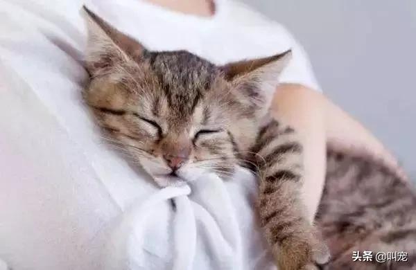 怎么判断猫咪发烧症状,怎么判断猫咪发烧