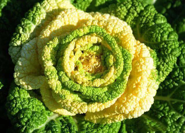 红玫瑰白菜,玫瑰花一样的白菜