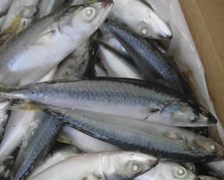 五种好吃又实惠的海水鱼,海水鱼什么鱼最好吃