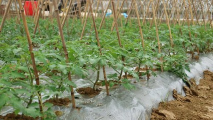 番茄裂口叶枯,番茄裂口用什么药最好