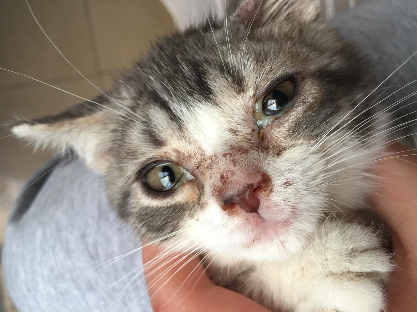 猫瘟绝不放弃,猫瘟要不要放弃治疗