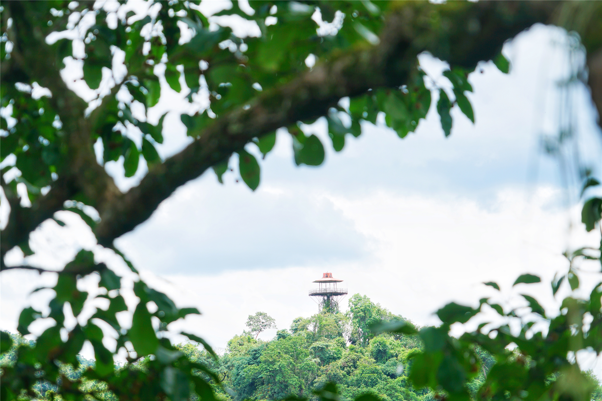 热带雨林丛林深处望天树图片,热带雨林中的望天树