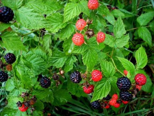 黑莓定杆修剪,黑莓的修剪方法图解