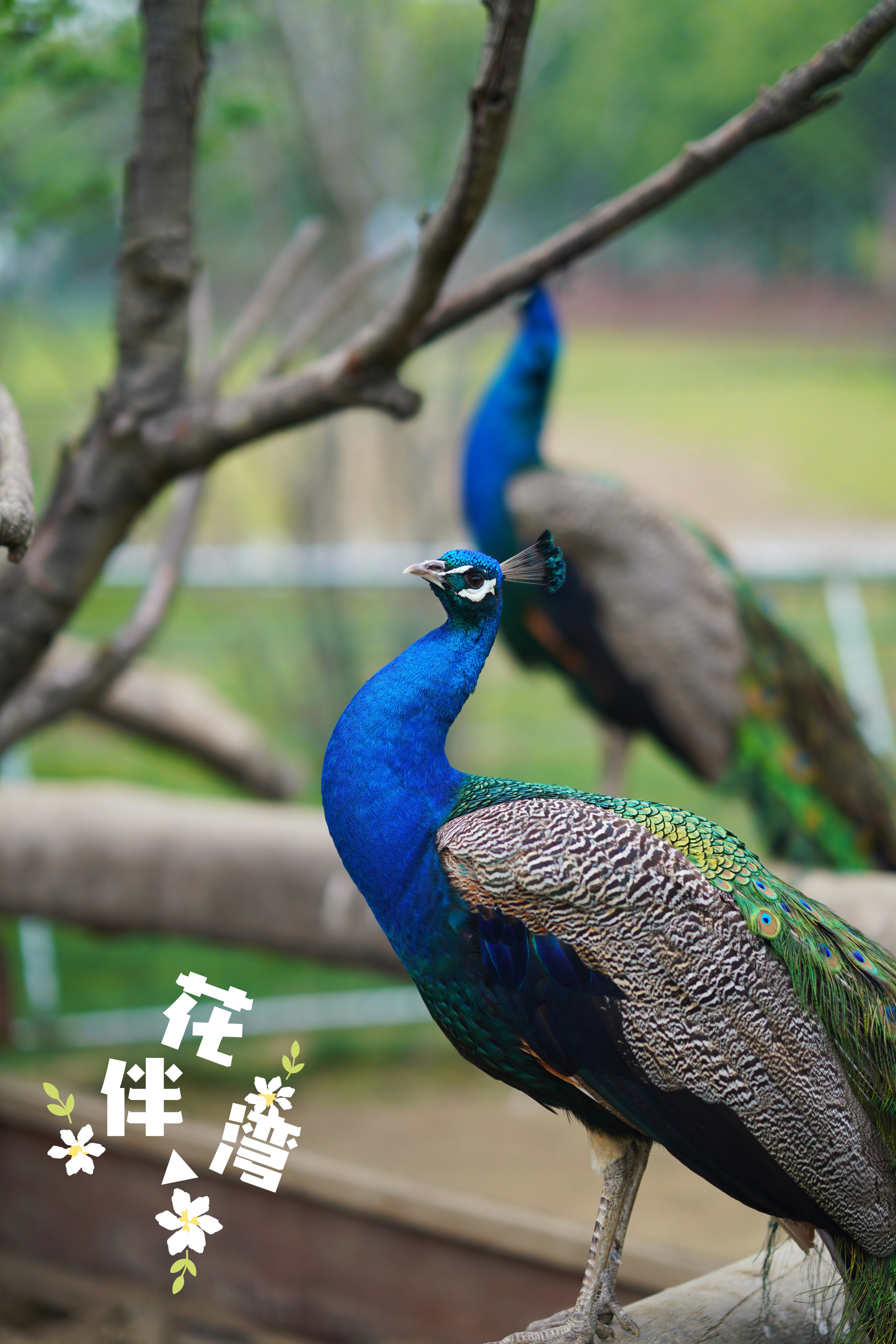 送你一份最地道的苏州逛吃攻略,苏州便宜又好看的民宿推荐