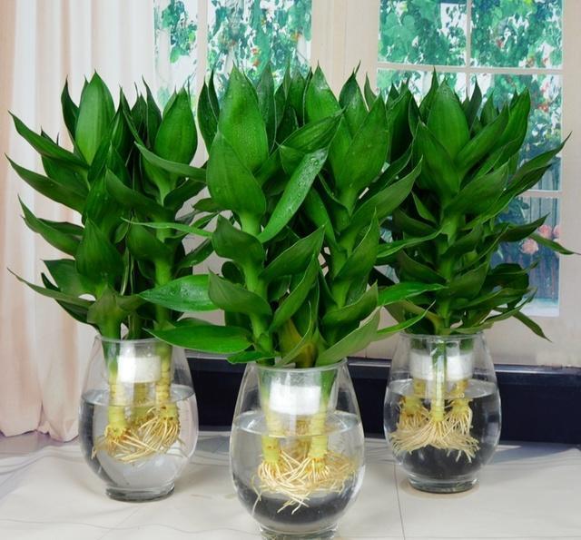 富贵竹怎么养才能生根更旺盛呢,富贵竹怎么养才能快速生根不发黄