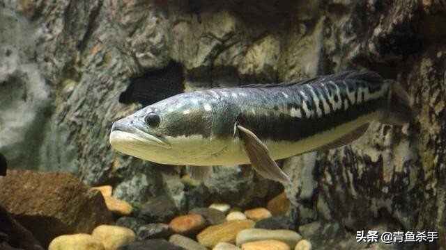 雷强钓黑鱼技巧教学视频,雷强钓黑鱼用什么饵