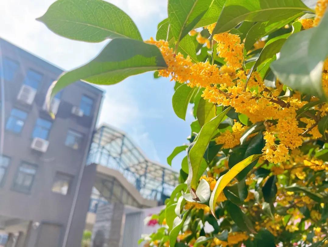 最美的风景美丽的校园,最美的风景就是校园