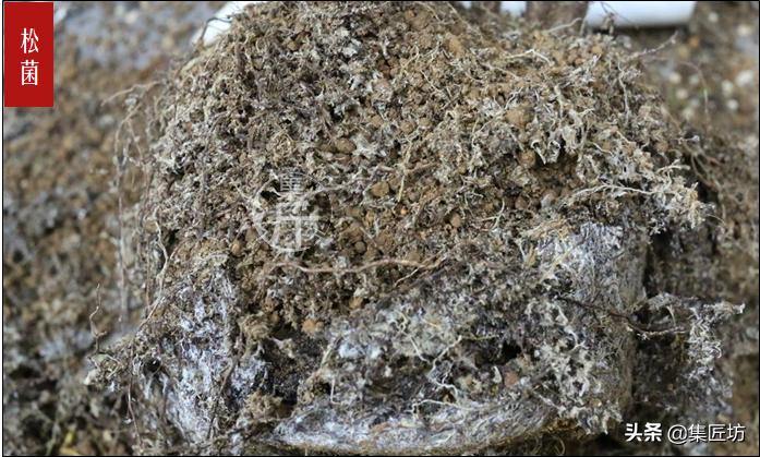 怎么养黑松盆景,触类旁通的正确用法