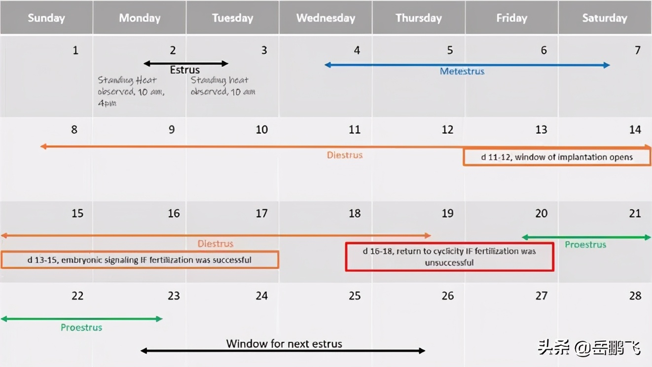 了解母猪生产周期,如何看出母猪的生理周期
