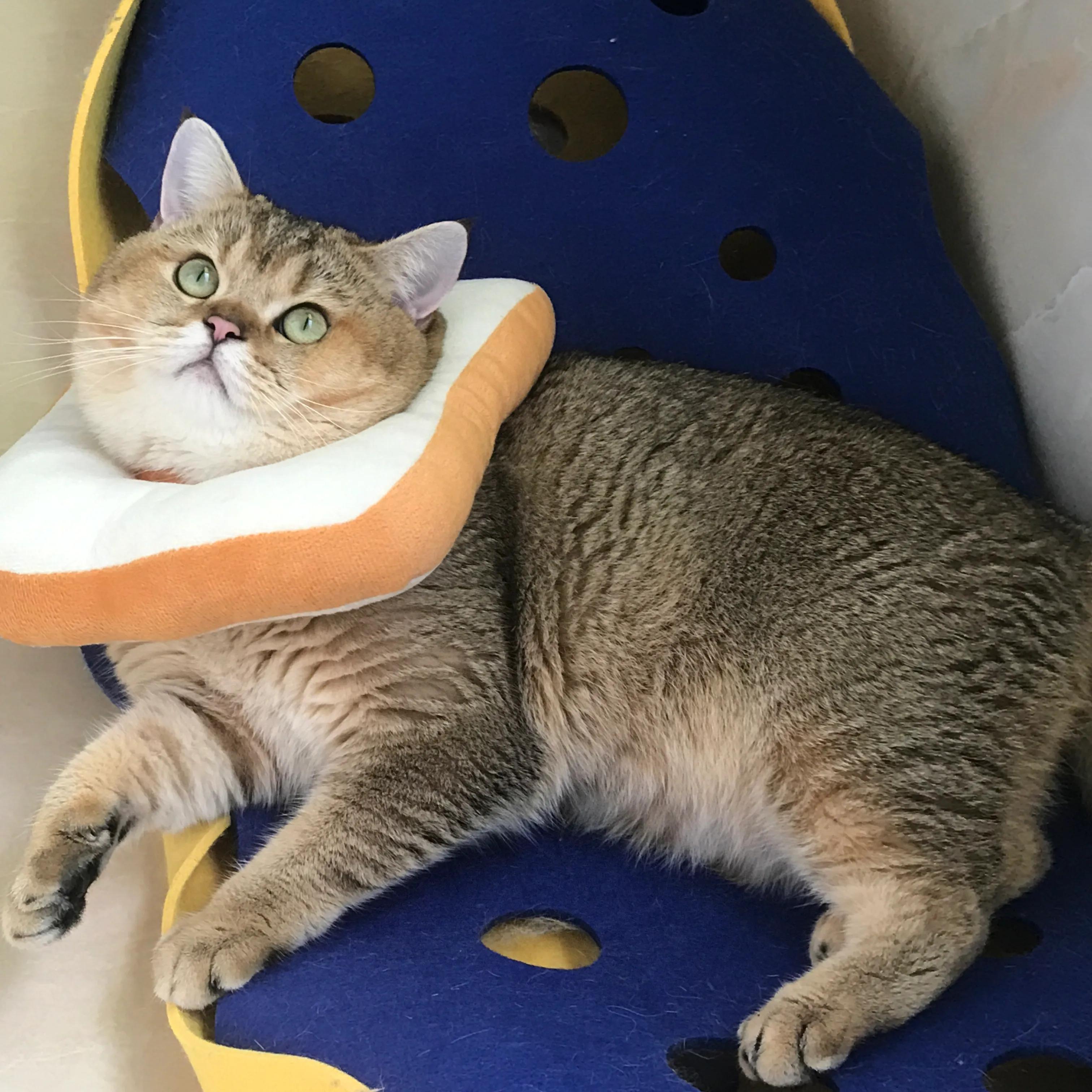 家里养小奶猫一定要穿袜子哦,三个月左右的小奶猫怎么养