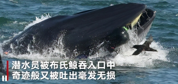 在鲸鱼肚子里是什么感觉,在鲸鱼肚子会经历什么