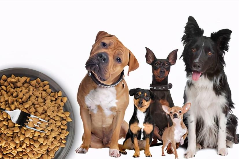 摸狗肚子为啥哼哼,摸狗肚子时它为什么咬你