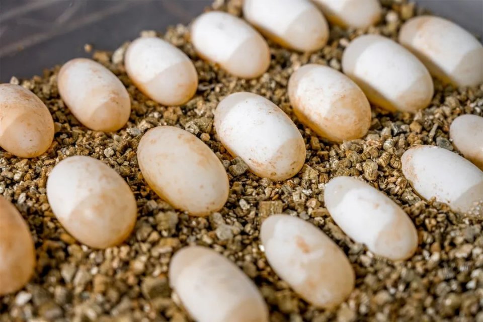 自制超火爆的网红甜品有哪些,顺德传统甜品双皮奶