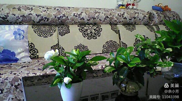 栀子花开歌曲歌词,栀子花开歌曲完整版