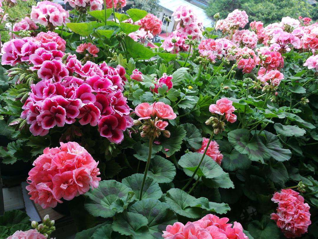 天竺葵老桩的养殖方法,天竺葵怎么过冬养成老桩