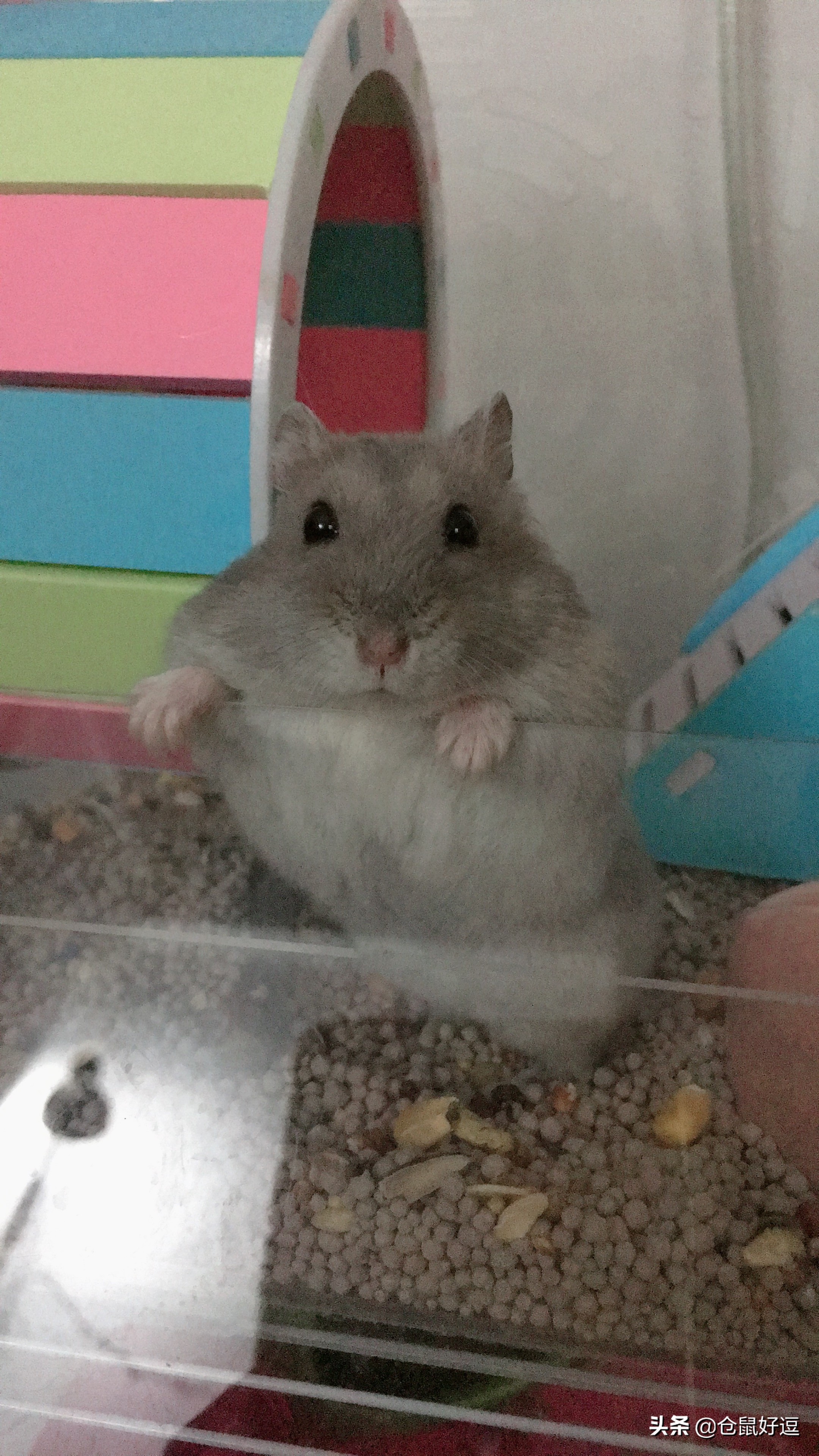 小仓鼠到底能不能吃水果,仓鼠生宝宝了一天要吃几个面包虫