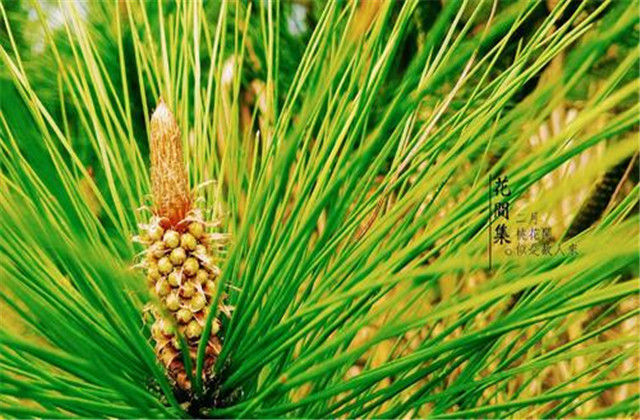 马尾松苗培育方法,马尾松培育基地