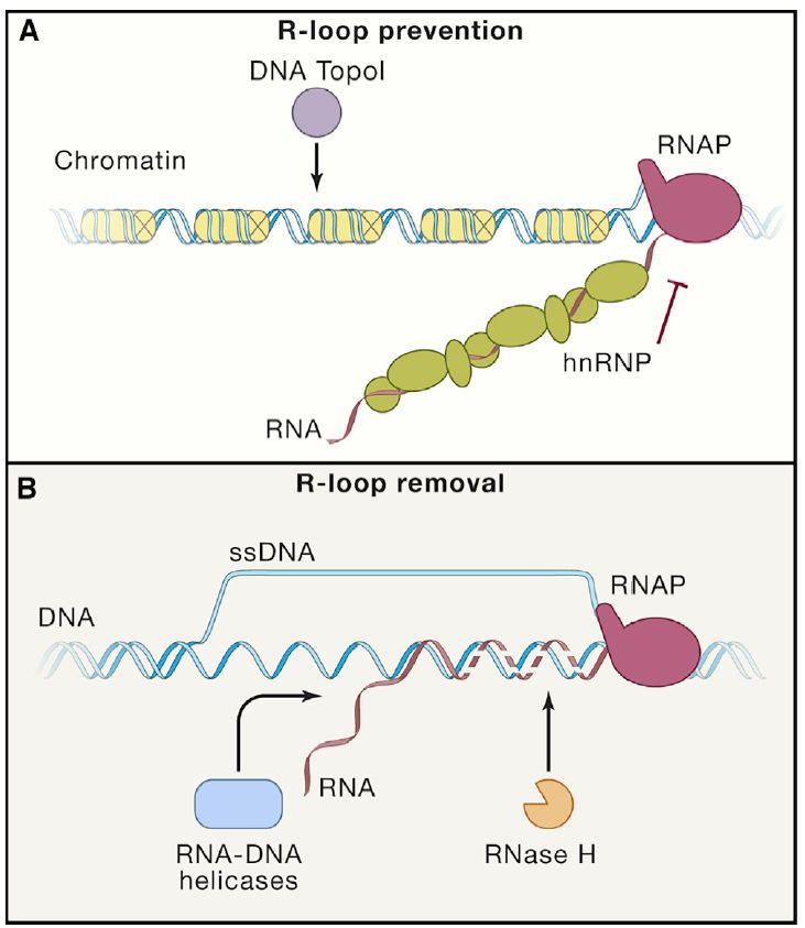 cell基础知识详解,cell综述