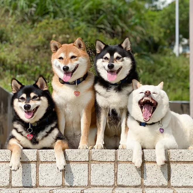 柴犬照片高清可爱逗比,自拍的柴犬有多可爱