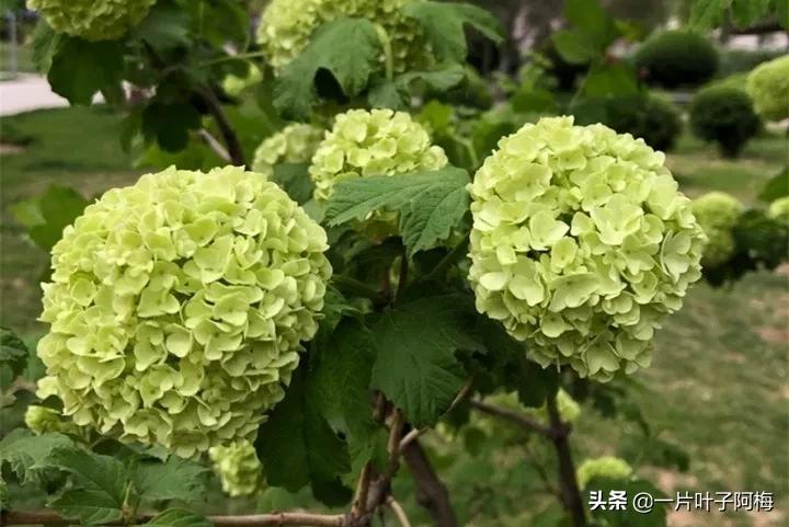 红花配绿叶才更显花的妩媚和娇贵,红花配绿叶什么花没有绿叶