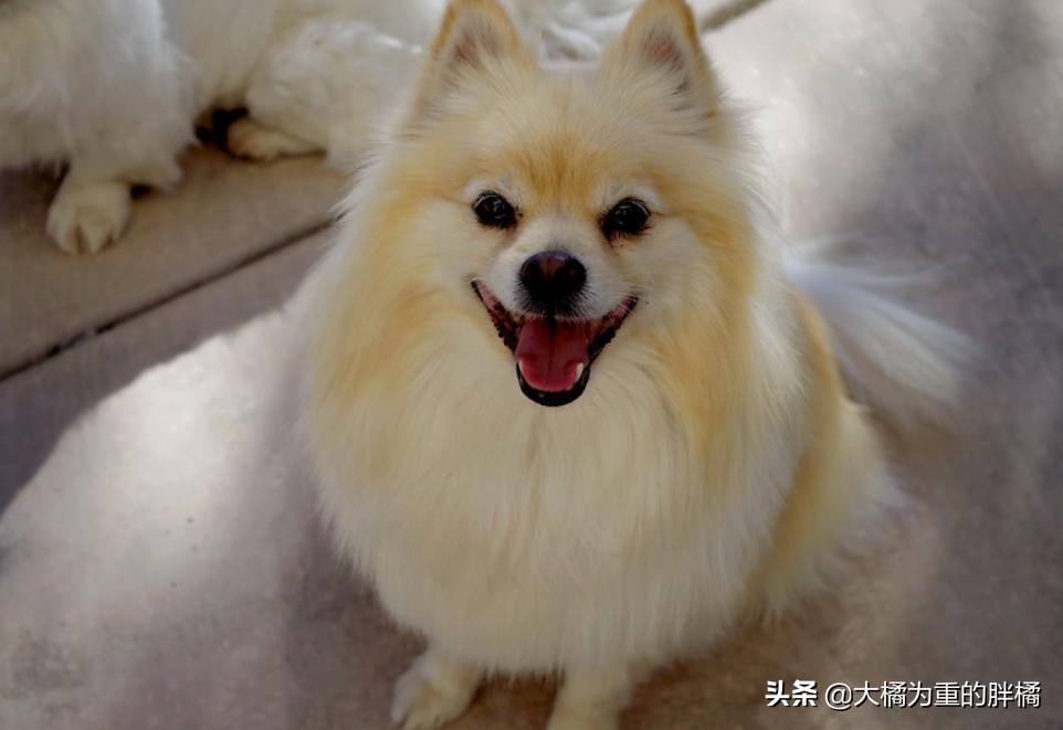 养博美要注意的事,养博美的千万要重视这几件事