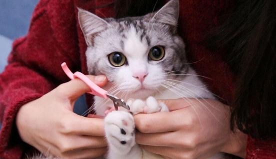 刚到家的猫咪挠门,刚到家的小猫挠我用打疫苗吗