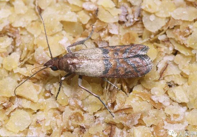 大米生虫子飞蛾处理小诀窍,怎么样预防大米生虫