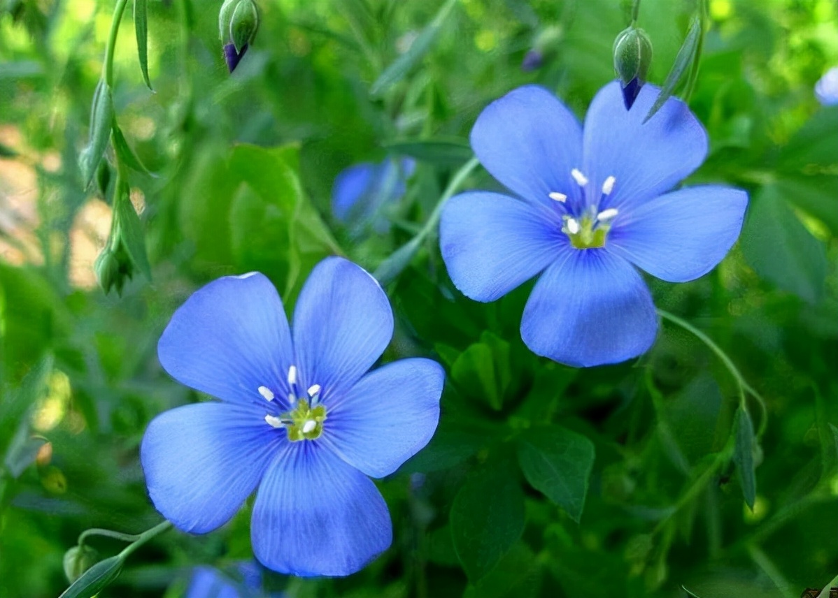 十种蓝色花,常见的六种蓝色花