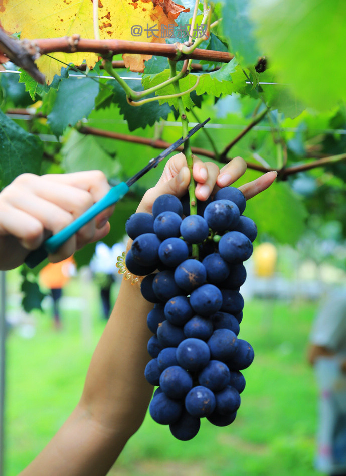 走进日本酒厂,走进酿酒基地喝原浆酒