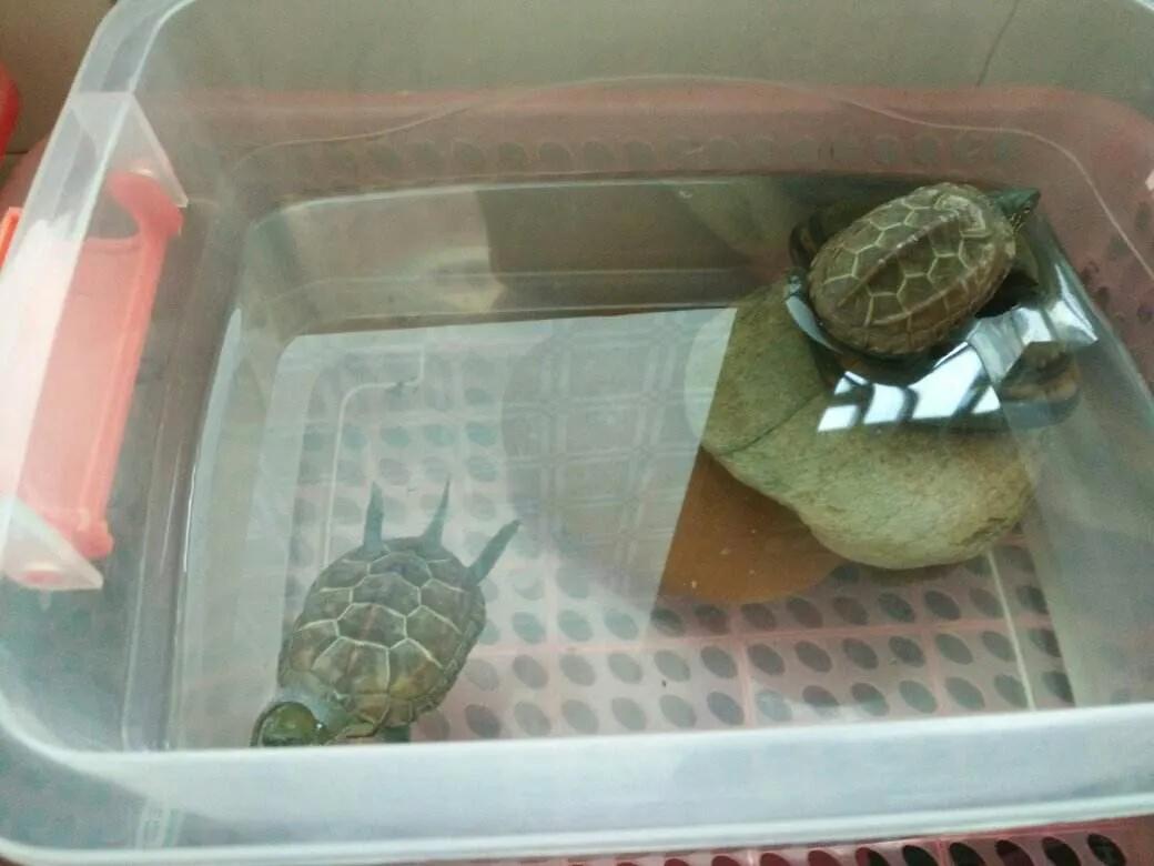 家里养龟的方法和技巧,养龟技巧视频教程全集