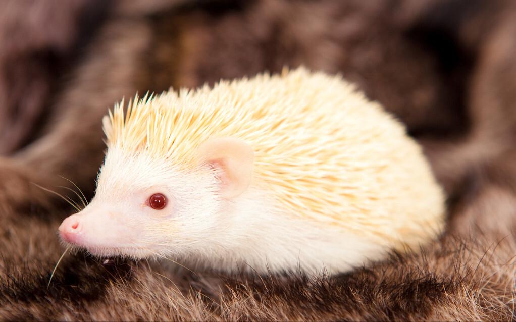 神农架十大未解之谜野人之谜,神农架究竟有没有野人