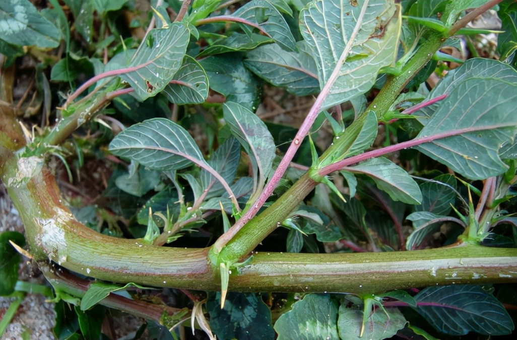 入侵植物都有哪些,混得最惨的入侵植物你有吃过吗