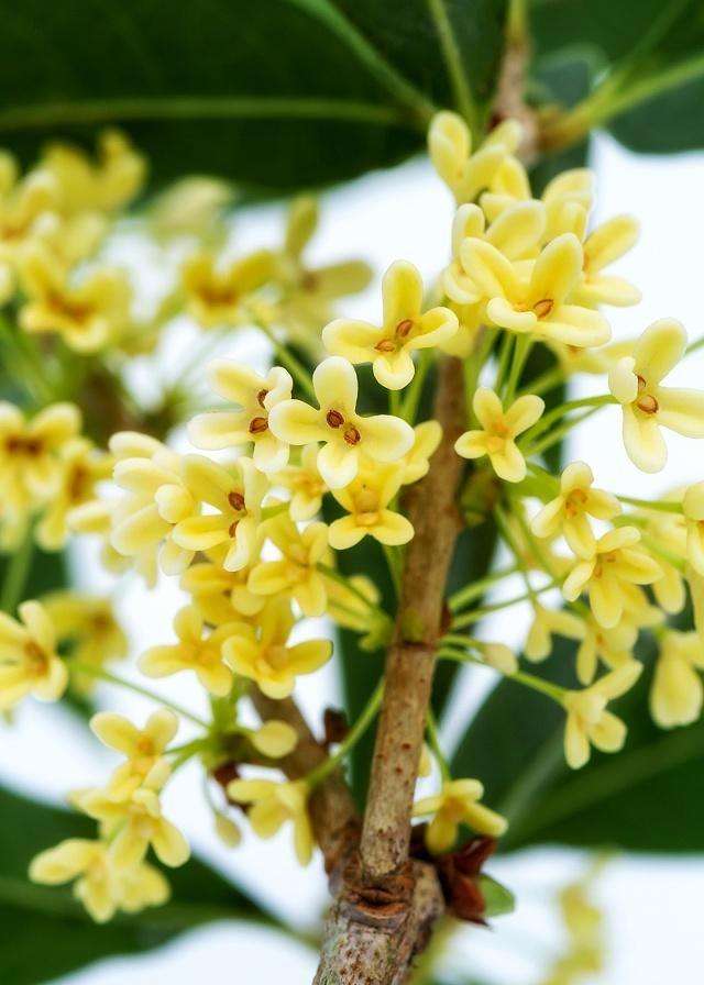 除冰箱异味小妙招,去冰箱异味小诀窍