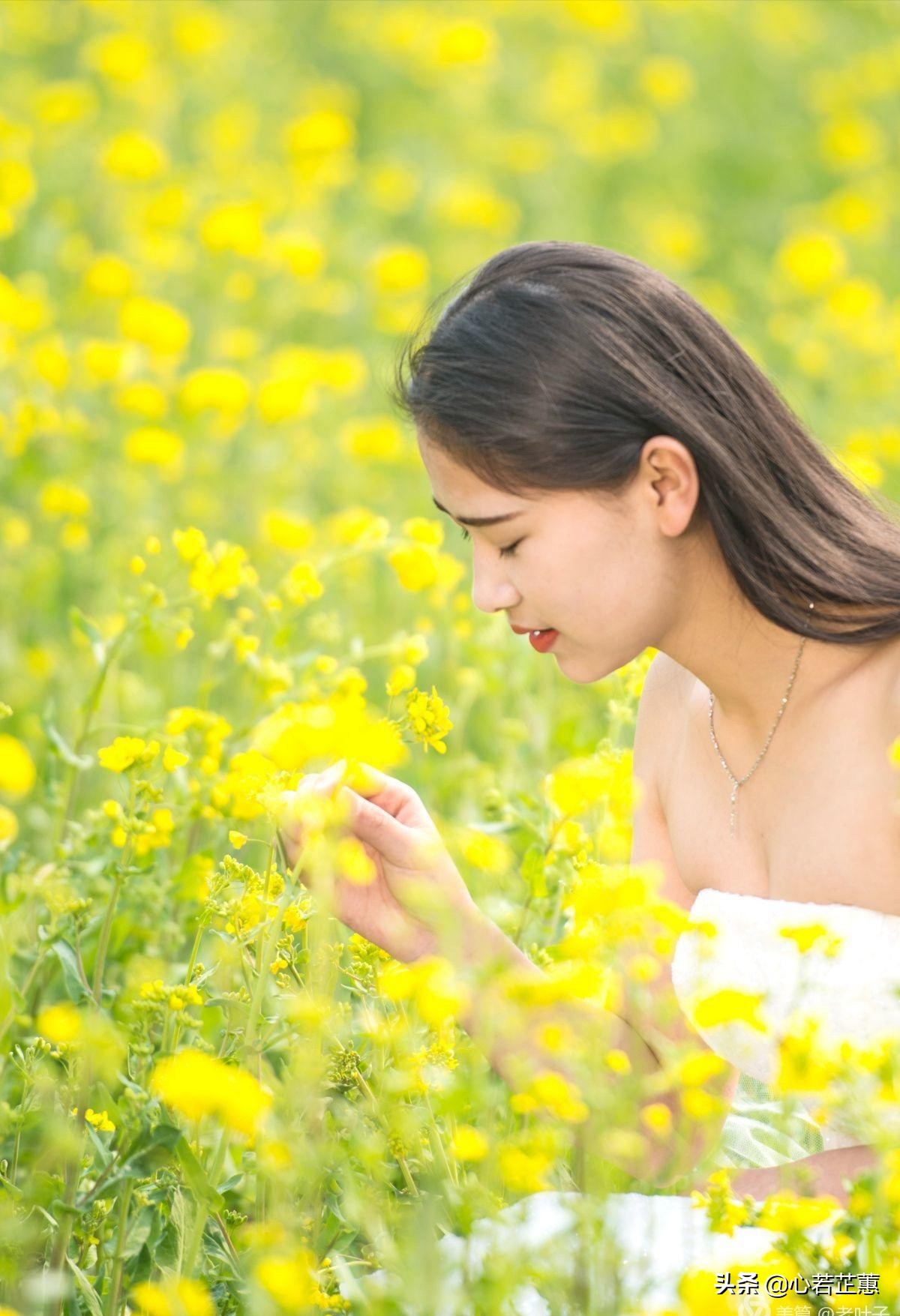 油菜花一片片的像什么,梯田油菜花和平原油菜花