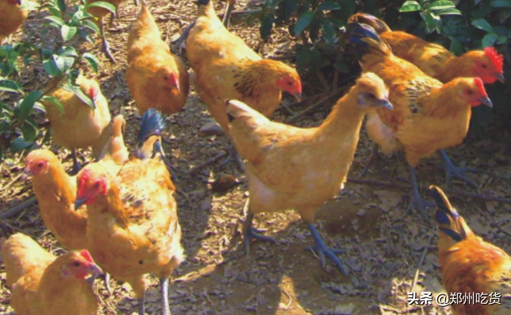 新年新气象，鲤鱼跃龙门！阿五新店3.0版本上线