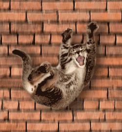 我的猫掉下楼死了怎么办,我的猫跳楼死了