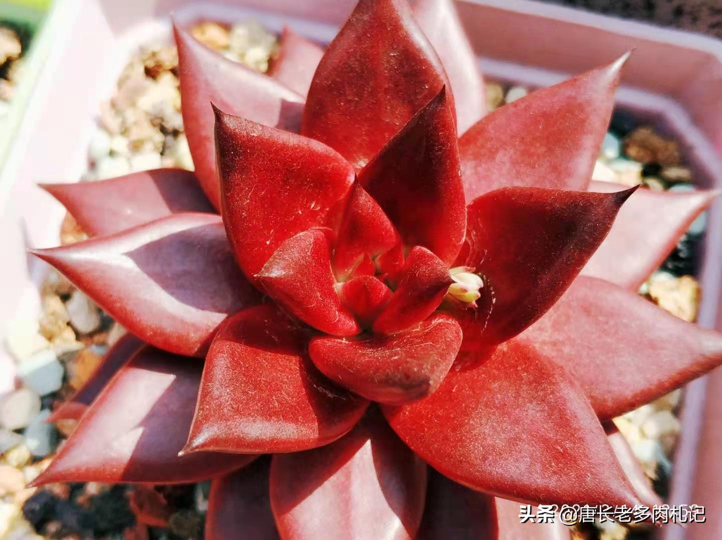 只用黄沙养多肉可以吗,多肉在小黑盆里养行吗