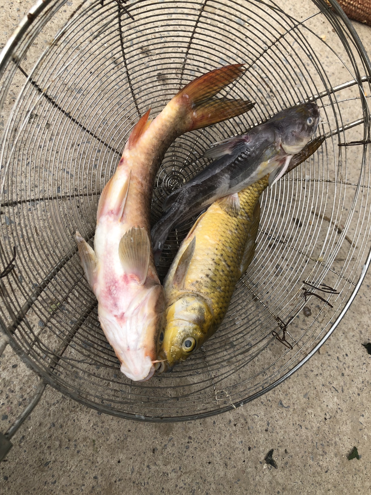 观赏鱼食欲不振,观赏鱼没症状的传染病