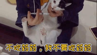 演技爆表！为了不吃药这猫学会了螃蟹的技能